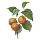 Calque 8.jpg